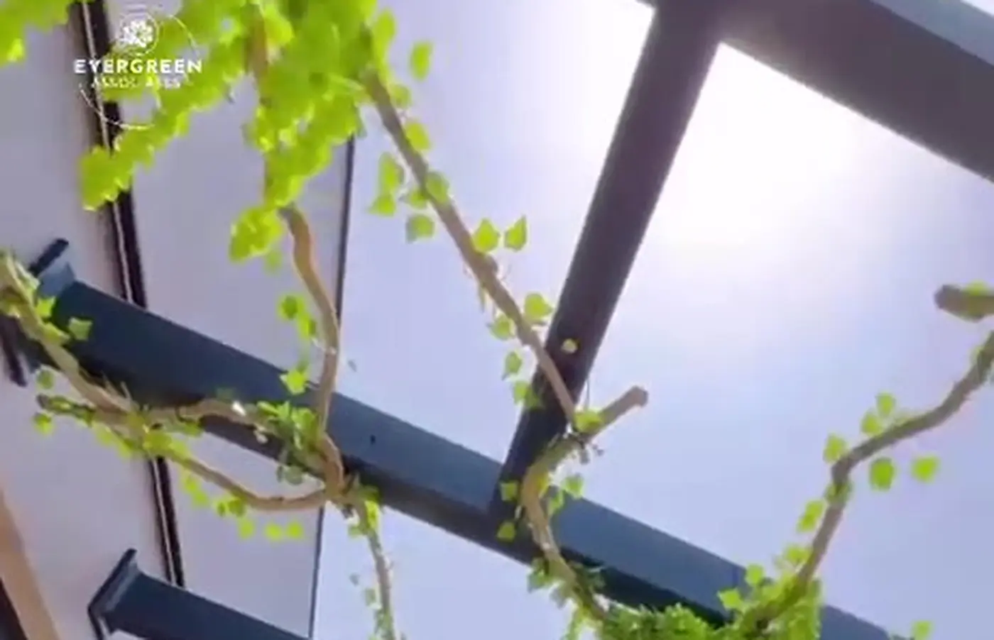 Steel pergola with planting project